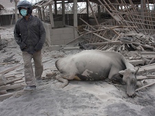 A villager walks past a buffalo killed in Mount Merapi eruption in Kinahrejo, Yogyakarta, Indonesia, Wednesday, Oct. 27, 2010. (AP Photo/Gembong Nusantara)