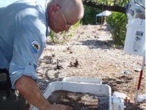 This photo provided Dec. 17, 2010, by The International Group For Historic Aircraft Recovery (TIGHAR) shows TIGHAR Team Physician Dr. Jon Overholt screening excavated material for bones at the dig site on the uninhabited island of Nikumaroro, in the South Pacific, where researchers say they found bone fragments that could help prove that famed aviator Amelia Earhart died as a castaway after failing in her quest to circumnavigate the globe. (AP Photo/TIGHAR)