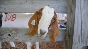 Australia court clears flower-eating goat