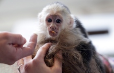 Justin Bieber given 4 weeks to reclaim pet monkey