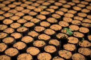 Tree saplings reforestation