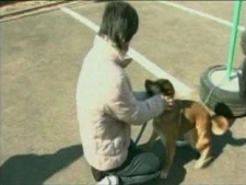 A woman and her pet dog are reunited weeks after an earthquake and tsunami caused widespread damage and deaths in Japan. (NHK)