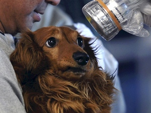 A pet dog is screened for radiation contamination after being reunited with its owner in Tamura, Fukushima Prefecture, northeastern Japan, Sunday, April 4, 2011. Tamura city lies partly within the zone around the tsunami-crippled Fukushima Dai-ichi nuclear power plant, where officials have told residents to stay indoors. (AP Photo/Yomiuri Shimbun, Kenji Shimizu) JAPAN OUT, MANDATORY CREDIT