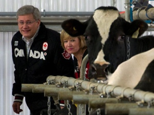 Prime Minister Stephen Harper and his wife Laureen take a look at a cow at a dairy farm owned by the Chagnon family Sunday April 10, 2011, in Acton Vale, Que. (THE CANADIAN PRESS/Sean Kilpatrick)