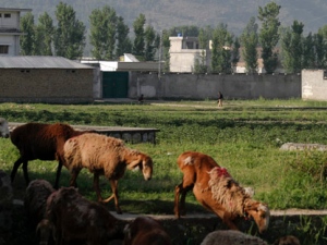 Pakistani police officers stand guard at the main gate of a house where al-Qaida leader Osama bin Laden was caught and killed in Abbottabad, Pakistan on Wednesday, May 4, 2011. The residents of Abbottabad, Pakistan, were still confused and suspicious on Wednesday about the killing of Osama bin Laden, which took place in their midst before dawn on Monday. (AP Photo/Anjum Naveed)