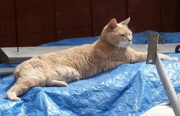 Stubbs the cat honorary mayor of Alaska town