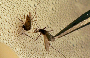 West Nile virus