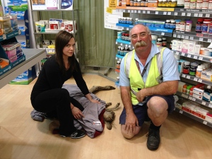 Injured kangaroo hops into Australian airport