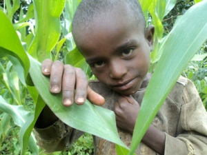 In this photo made Saturday, Aug. 6, 2011, showing a boy in his father's cornfield who subsists on a diet of grain, but reliance on one food crop leaves the family vulnerable to crop failure and malnourishment, in Shebedino in the south of Ethiopia. The seemingly fertile landscape of the southern regions of Ethiopia paints a deceptive picture of growth and abundance, with forests and cornfields, but there is an increasing number of malnourished children. The horn of Africa is suffering from a drought which has brought famine to the region and forcing hundreds of thousands of people to migrate to population centres to seek aid.(AP Photo/ Luc van Kemenade)