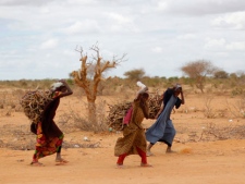 In this photo taken Saturday, Aug. 6, 2011, Somali refugees carry firewood to the Ifo refugee camp outside Dadaab, Eastern Kenya, 100 kilometers (62 miles) from the Somali border. Built in 1991 for 90,000 people, the camp has swelled to more than 400,000 registered refugees because of Somalia's long-running conflict and now its famine. Another 40,000 are waiting for official registration. New arrivals live on a 21-day ration handed out by the U.N., until they are formally registered. (AP Photo/Jerome Delay)