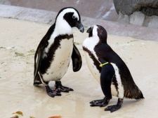 African Penguins Pedro (left) and Buddy stand in their enclosure at the Toronto Zoo on Thursday November 10, 2011. The pair have developed a special bond, but zoo keepers are looking to separate the pair so they can bond with female penguins. THE CANADIAN PRESS/Chris Young