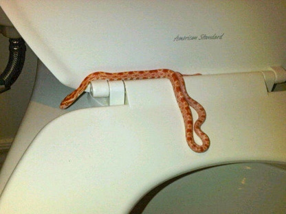 5 Terrifying Stories of Snakes Showing Up in People's Toilets