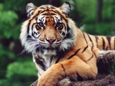 Veterinarians at the Toronto Zoo say 13-year-old Sumatran tiger Brytne died on Thursday, Dec,. 15, 2001, after she was injured in a fight with another tiger.