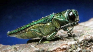 emerald ash borer