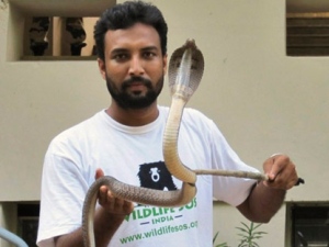 Venomous Vipers of India - Wildlife SOS