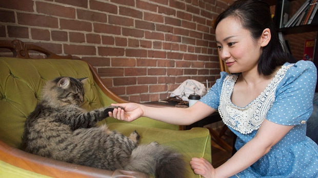 Cat Cafe, Montreal