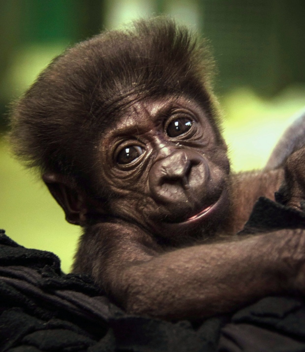 Kamina, gorilla