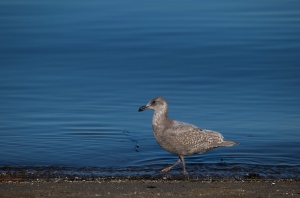 Vancouver oil spill