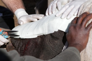 Injured rhino 