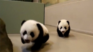 panda cubs