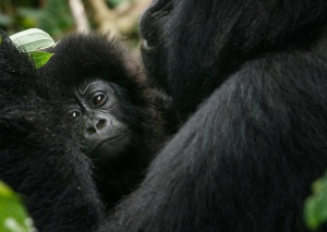 Baby gorilla