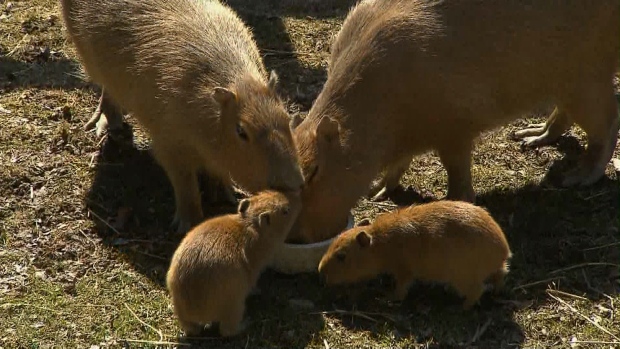 Capybaras