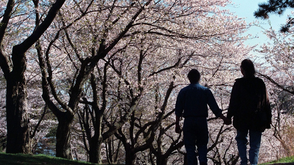 High Park Cherry Blossoms in Toronto: The Ultimate Guide