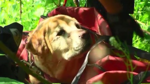 Zara golden lab Bluffs rescue