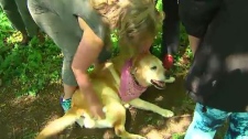 Zara golden lab Scarborough Bluffs rescue