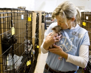Maggie Shuter, Canadian Society for the Prevention of Cruelty to Animals logistics coordinator, tends to dogs at the SPCA, Tuesday, Oct. 7, 2008 in Montreal. (Paul Chiasson / THE CANADIAN PRESS)