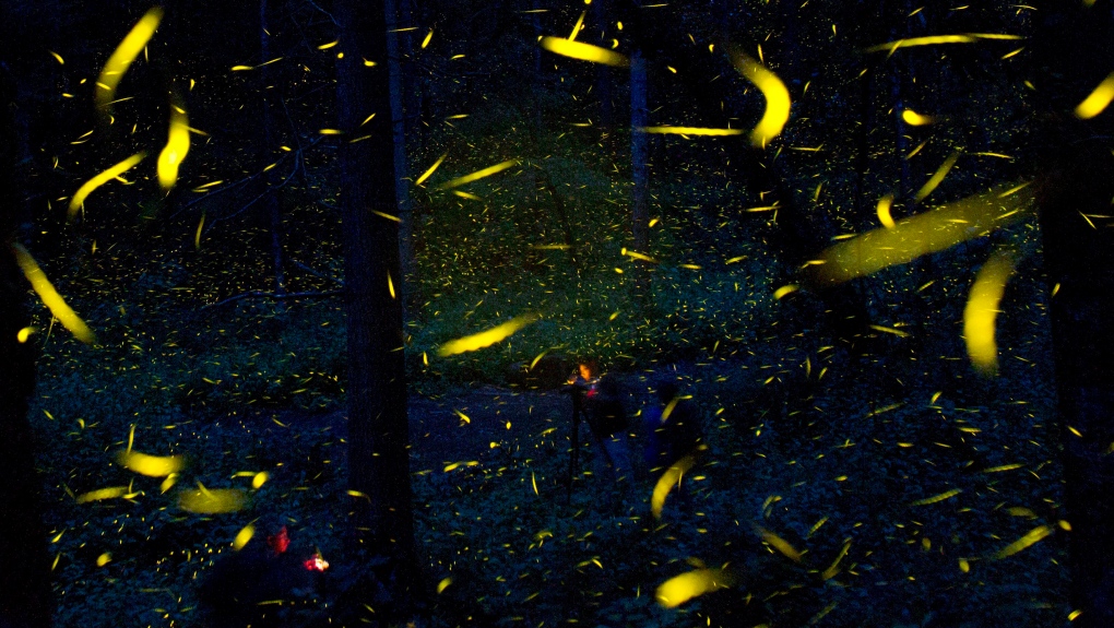 Fireflies don't respond well to light pollution. They're not alone.