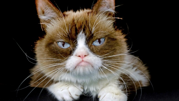 Grumpy cat