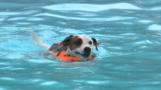 dog day pool