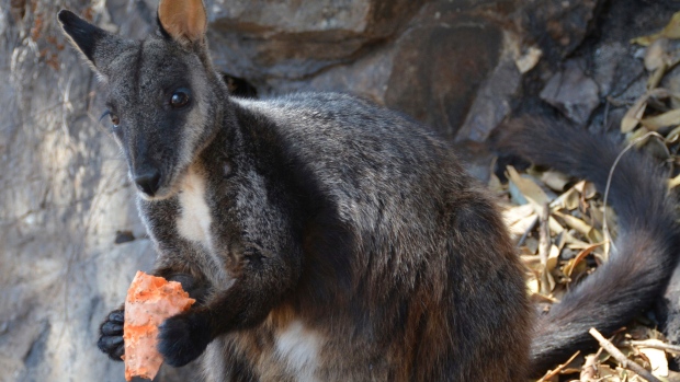 Wallaby