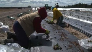 Charles Keddy now has 14 Jamaican workers at his Lakeville, N.S., farm, but they have to self-isolate for 14 days before they can help with production.