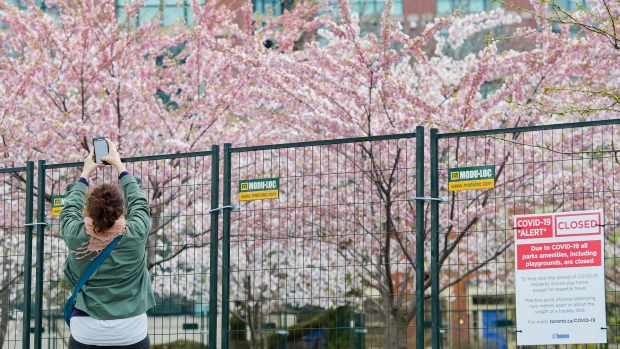 Cherry blossoms