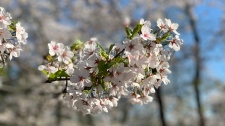 Cherry blossoms 