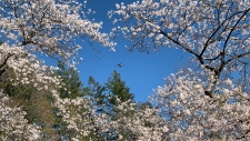 Cherry blossoms