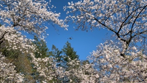 Cherry blossoms