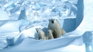 Polar bears