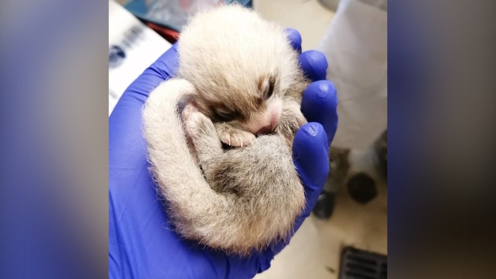 One Of Toronto Zoo S Baby Red Pandas Dies Cp24 Com