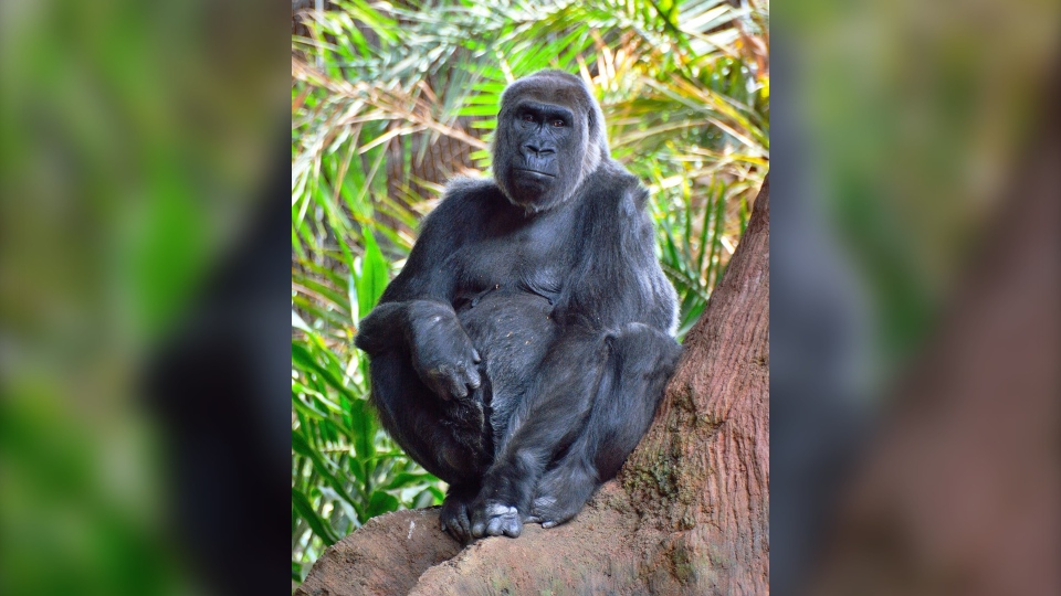 Josephine, gorilla