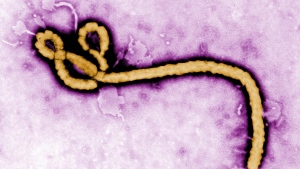 Ebola 