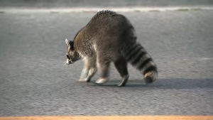 raccoon, Toronto 