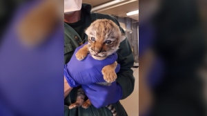 Toronto Zoo cub 