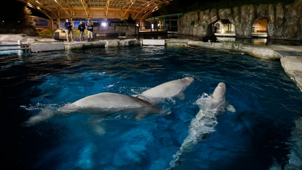 Beluga whales