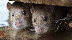 Calls for rat strategy in Toronto