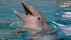 Winter the dolphin