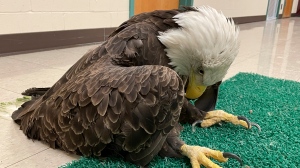 Bald Eagles