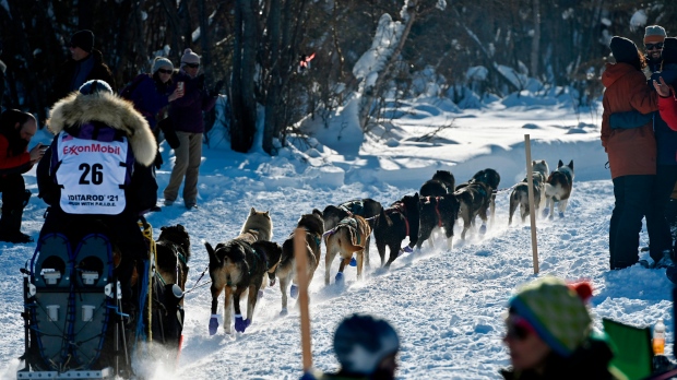 how many dogs died in the iditarod race 2018